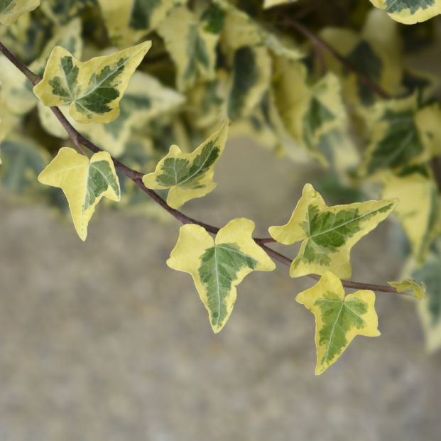 Cinco plantas para combatir la humedad y el moho en casa. Foto: Bigstock Cinco plantas para combatir la humedad y el moho en casa. Foto: Bigstock