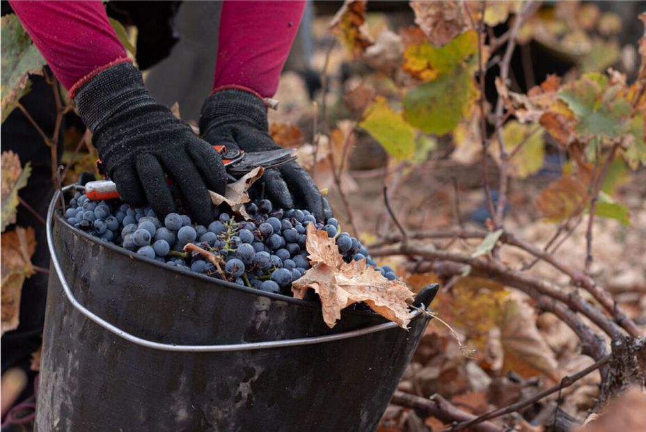 Monastrell, la reina de los vinos murcianos. Foto CRDOP Jumilla