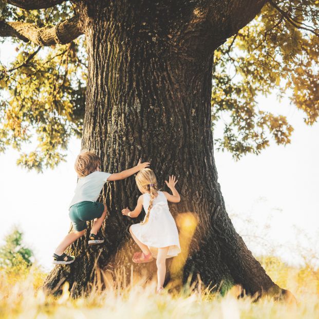 'El árbol que se sintió niño', ganador del VIII Concurso de Relatos Cortos de ALUMA. madres Foto: Bigstock 'El árbol que se sintió niño', ganador del VIII Concurso de Relatos Cortos de ALUMA. madres Foto: Bigstock