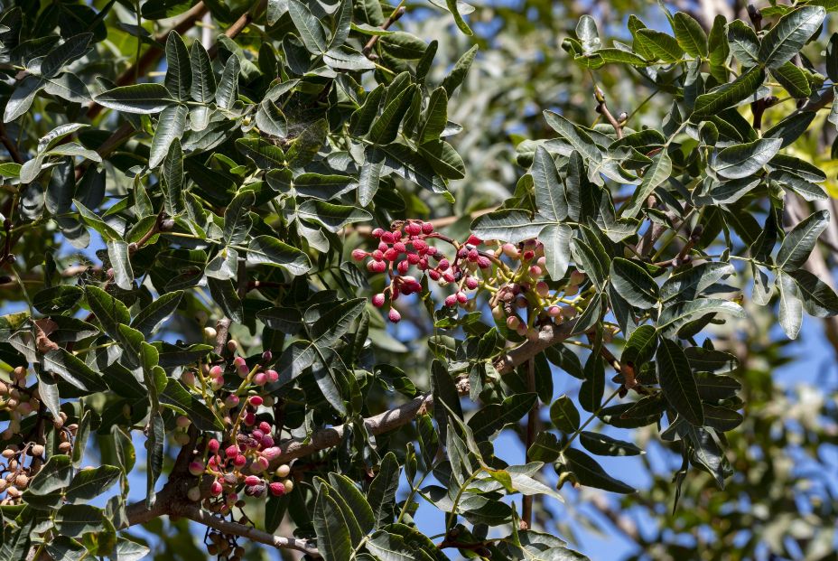 El 26 de febrero es el Día Mundial del Pistacho. Foto: Bigstock
