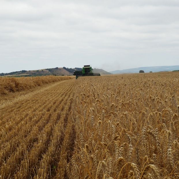 Panadería, pastas o cerveza, entre los más afectados por la reducción de cereales de Rusia y Ucrania. Foto: Europa Press Panadería, pastas o cerveza, entre los más afectados por la reducción de cereales de Rusia y Ucrania. Foto: Europa Press