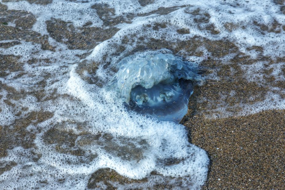 Descubre cómo actuar si te pica una medusa en la playa