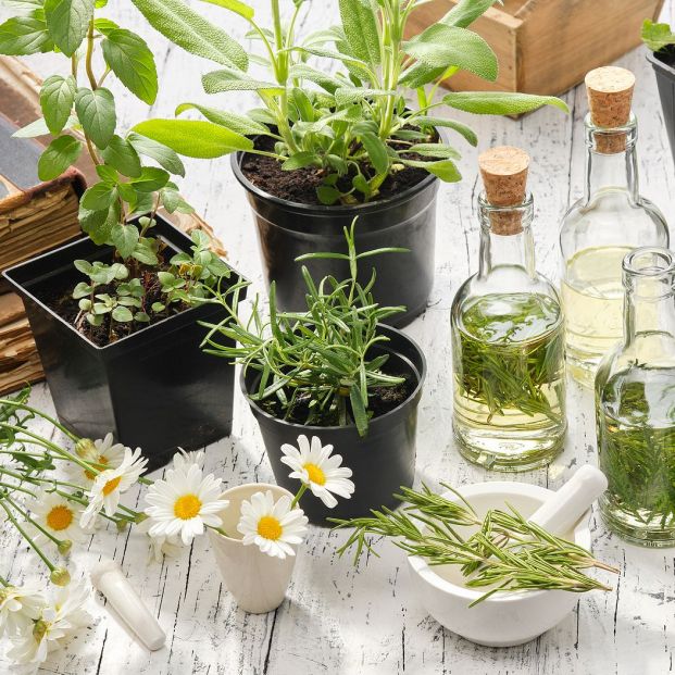 plantas medicinales fitoterapia plantas medicinales fitoterapia