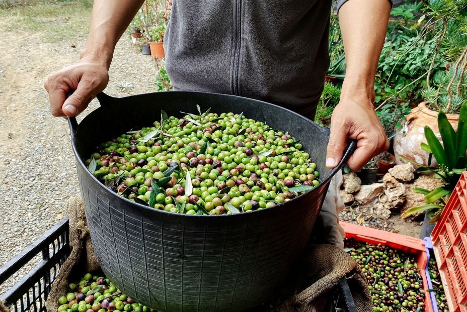 El campo se queda sin relevo generacional: solo un 5% está gestionado por menores de 35 años. Foto: Bigstock El campo se queda sin relevo generacional: solo un 5% está gestionado por menores de 35 años. Foto: Bigstock