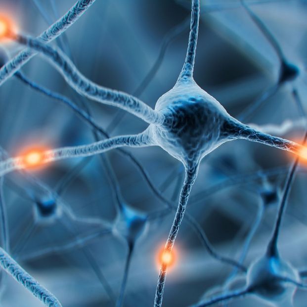 Según el experto en neuroeducación David Bueno, "nunca es tarde para aprender algo nuevo". 