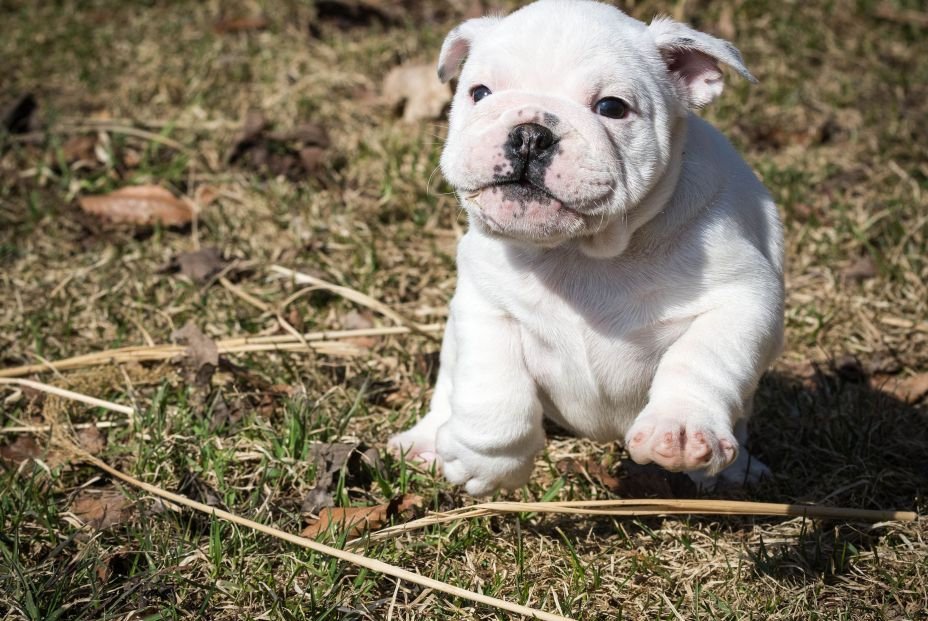 El motivo por el que nadie puede resistirse a la mirada tierna de un cachorro bigstock english bulldog pupy running o 65493613 El motivo por el que nadie puede resistirse a la mirada tierna de un cachorro bigstock english bulldog pupy running o 65493613